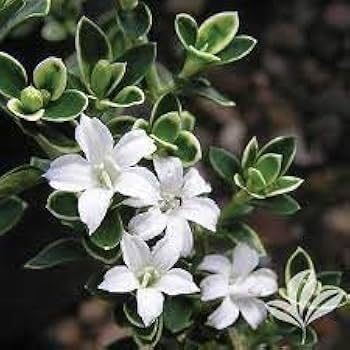 Leucophyllum Frutescens Dwarf - Texas Purple Sage - Barometer Bush (Silver Leaves) | Pack Of 1 Healthy Live Plant (B0DFM64VM2) Amazon Price History, Amazon Price Tracker