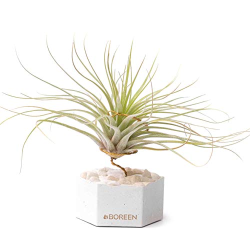 BOREEN - Piante ad aria Tillandsia Eli con supporto da scrivania decorativo (Hex. Cemento e pietre bianche).