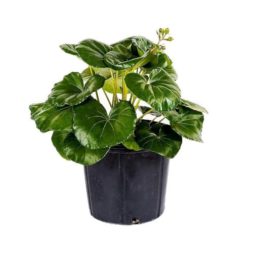 American Plant Exchange Farfugium Tractor Seat – 10-Inch with Pot – Live Giant Leopard Leaf Houseplant