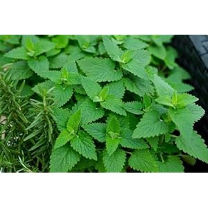 Genipap 50 kattenkruid plantenzaden