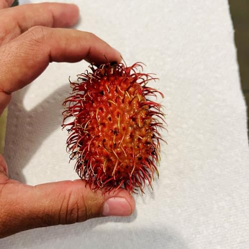 How long does it take to grow a rambutan tree