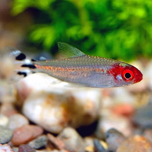 Neat&Tidy Rummynose Tetra (Sold in Packs of 6 Fish) Live Fish for Aquarium Exotic Freshwater Live Fish, Live Aquarium Fish, Live Fish, Live Freshwater Fish Freshwater Fish Live Buy Live Fi...