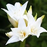 国華園 夏植え球根 ホンアマリリス (ベラドンナリリー) 白花 2球 / 花の少ない夏から秋に咲く 花壇や鉢植えや切花に 26年秋商品