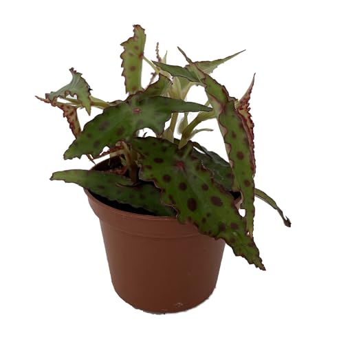 Rare Butterfly Begonia Plant - Begonia Amphioxus - 2.5" Pot