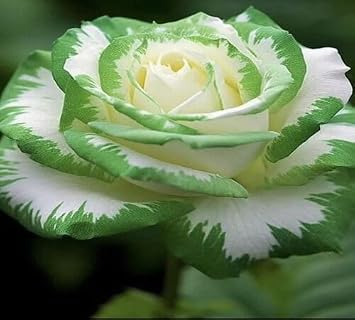 100pcs Green White Rose Flower Seeds