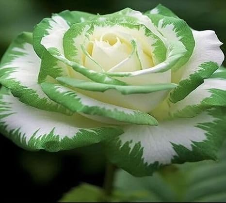 100pcs Green White Rose Flower Seeds