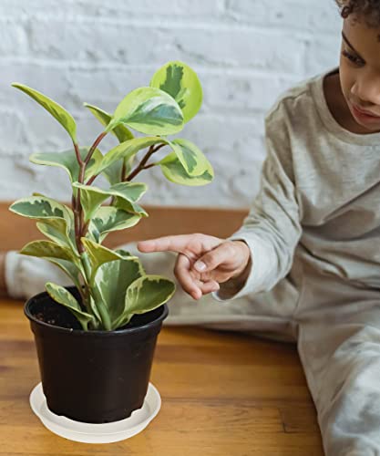 Angde 6 Pack Plant Saucer Pot Tray 4 6 8 10 12 14 Inch, Durable Plastic Plant Saucer Round, Plant Trays For Pots, Plant Saucers For Indoors, Flower Plant Drip Tray, Pot Saucers (6 Inch, Grayish White) #TOP5