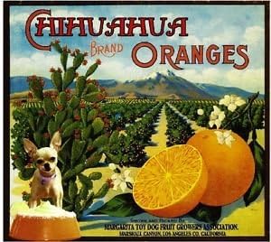 Magnet Marshall Canyon Chihuahua Toy Dog Orange Citrus Fruit Crate Magnet Art Print
