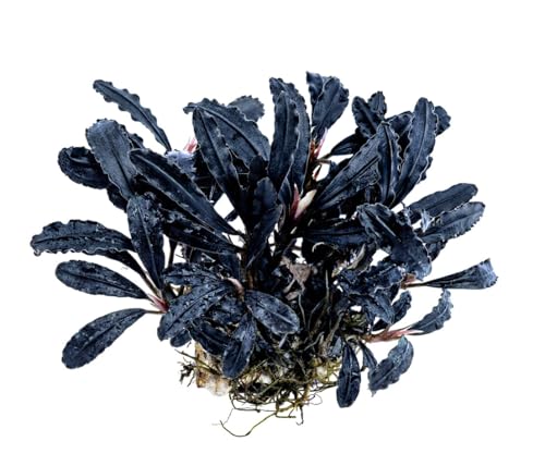 NatureHolic Bucephalandra Godzilla Black - Wasserpflanze fürs Aquarium - Pflegeleichte Aufsitzerpflanze - Ideal als Deko im Mittelgrund und auf Hardscape