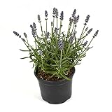 Propiedad aromatizante. Lavandula Natural Planta de Flores Púrpura
