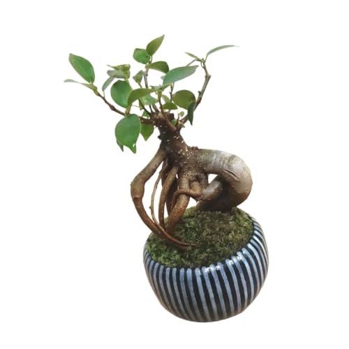 ガジュマル 苔」の人気商品一覧 | 安い商品を通販サイトから探す