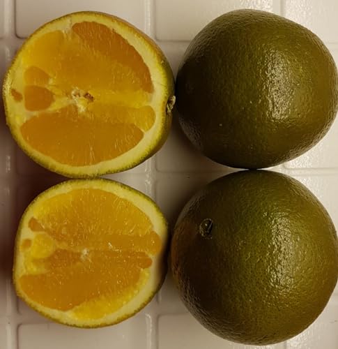 Citrus sinensis 'Chocolat' greffé sur Poncirus trifoliata/Orange Chocolat/Conteneur de 5 à 6 litres/Agrume