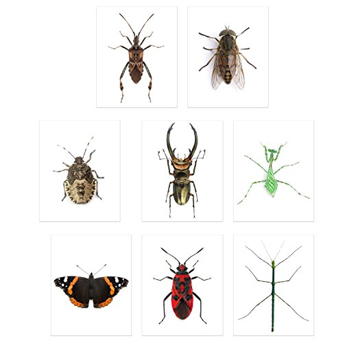 Faux Bug Collection Prints - Set Of 8 (8X10) Cruelty-Free Photographs Of Insects Wall Art Decor - Stick Bug - Cyclommatus Elaphus (Beetle) - Giant Horse Fly - Red Admiral Butterfly - Pinstripe Mantis #TOP11