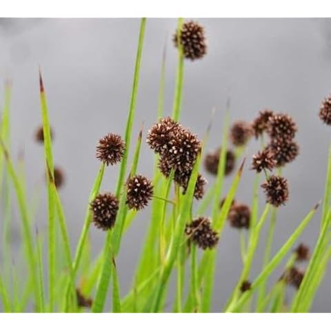 Lincolnshire Pond Plants Live Marginal Plant Cover