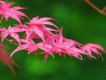 Amazon.com : Shindeshojo Pink Japanese Maple Tree - 2 Year