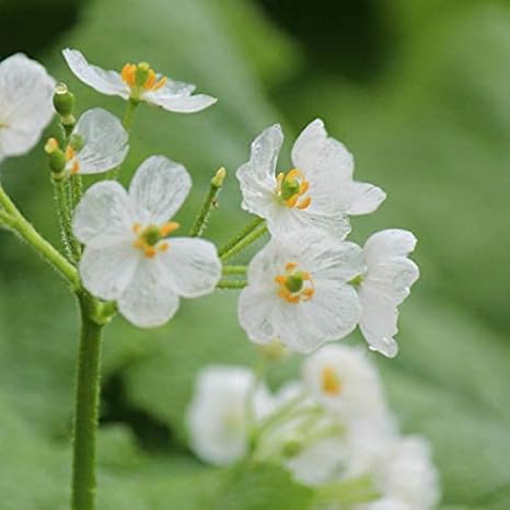 Amazon Co Jp 紫桜館山の花屋 山野草 サンカヨウ 素掘り苗2株 Diy 工具 ガーデン Amazon Co Jp 紫桜館山の花屋 山野草 サンカヨウ 素掘り苗2株 Diy 工具 ガーデン
