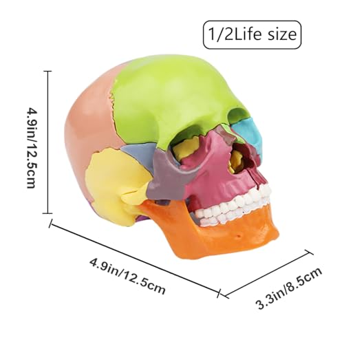 Image of Anatomical Skull Model 15 Parts Human Skull Model Detachable Palm-Sized Multicolor Skull Skeleton Model for Medical Students, Teaching Tools Learning with Color Study Manual(Hand Size)