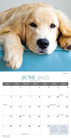 Golden Retrievers 2023 Large Wall Calendar, by Fresh Publishing , Size 12in x 24in (Open), Thick & Sturdy Eco Friendly (FSC) Paper.