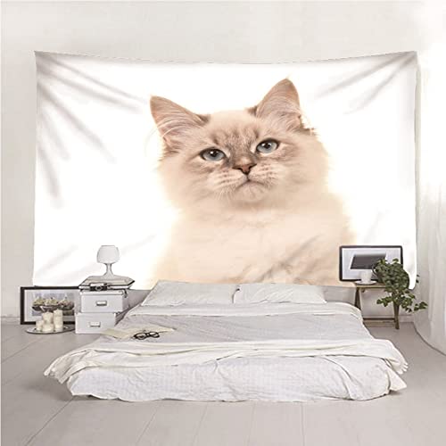Tissu pour couvertures Isdreem chat mignon 300x250cm avec tenture murale