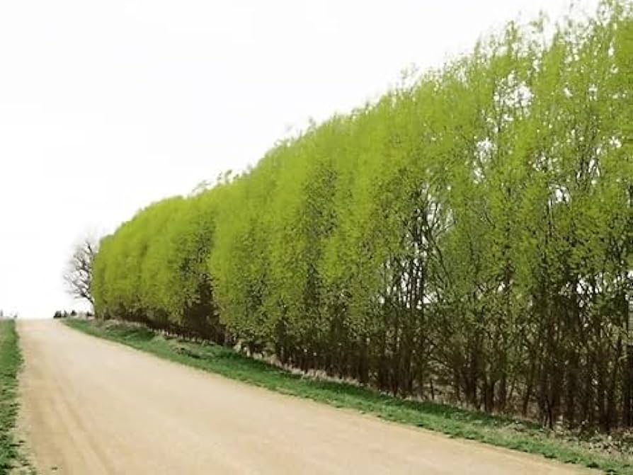 Amazon.com : Austree Hybrid Willow Tree Plants for Growing