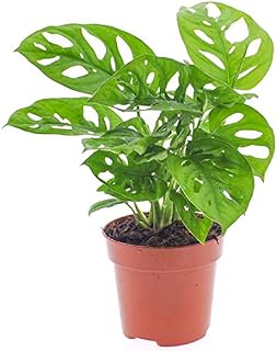 Vibrant Monstera Obliqua - Monkey Leaf | Indoor Potted Houseplant | 20-30cm with Pot