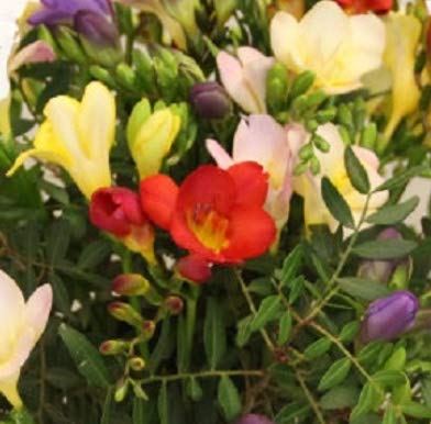 Blumenstrauß mit frischen Freesien -Blütenduft - Geburtstag -
