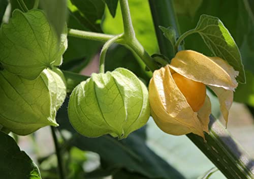 1000+ Ground Cherry / Physalis Alkekengi Flower Seeds for Planting - Thumbnail 2