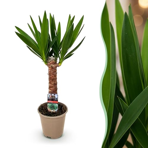 Yucca elephantipes - Yucca - Peu d'entretien - Vert - 45-55cm - Ø14cm - Plante d'intérieur - Vert persistant
