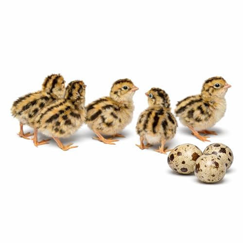 Daily Bread Homestead Coturnix Quail Fertile Hatching Eggs - 12ct + Extras