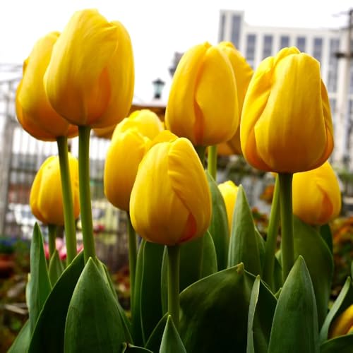 bulbi di tulipano perenni, decorazioni da giardino resistente 5pcs