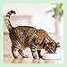 by Amazon Getreidefreies Katzennassfutter, Dose, Pastete Huhn, 6 x 400 g