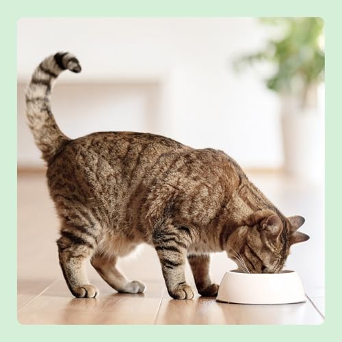 by Amazon Getreidefreies Katzennassfutter, Dose, Pastete Huhn, 12 x 400 g