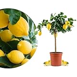 Meine Orangerie