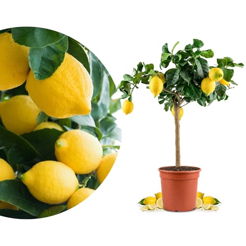 Meine Orangerie Sizilianischer Zitronenbaum - Carrubaro Zitrone – Citrus Limon 'Feminello Carrubaro' – Rarität aus Sizilien - große, aromatische Früchte - perfekt für Balkon & Terrasse (Topf Ø 22cm)