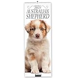 australian shepherd cuccioli carattere  Australian shepherd. Calendario 2025. Long