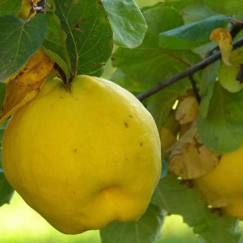 Amazon カリン 苗 マルメロ 1年生 接ぎ木 ポット苗 苗