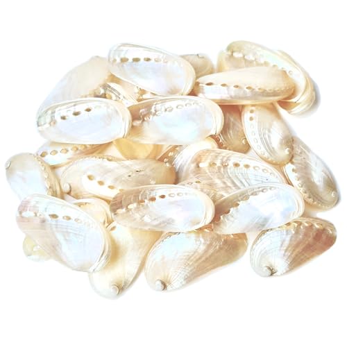 50pcs Polished White Donkey Ear Abalone Shells Natural Oyster Shells Curved Abalone Shell Pieces Furniture Decoration and Shell Art Crafts 1.8-2.5 inches