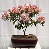 Flowering Azalea Japonica Sachsenstern Tree