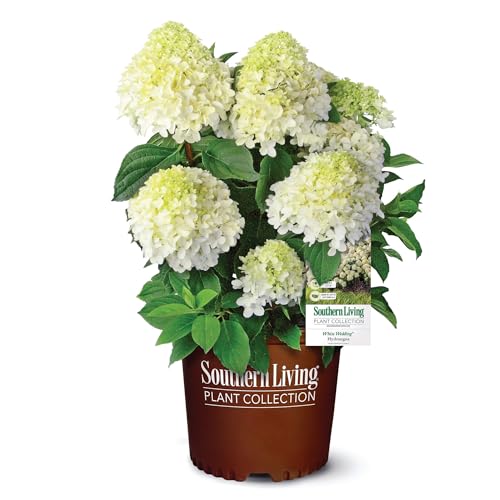 When Do Hydrangeas Bloom in New Jersey? Understanding the Blooming