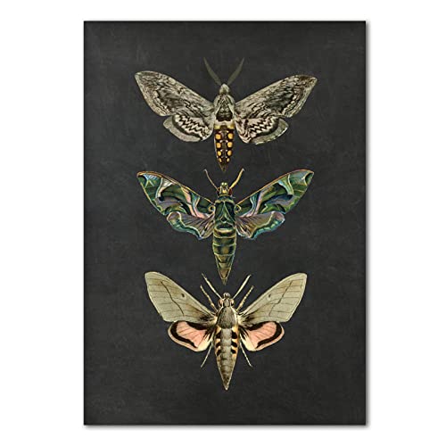 Moth Canvas Wall Art Nature Insect Posters Vintage Nature Prints For Wall Decor Vintage Animals Poster Vintage Moth Wall Art Educational Animal Posters Insect Wall Art For Kids Room 16X24Icnh No Frame #TOP1