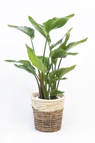 観葉植物 7号 オーガスタ」の人気商品一覧 | 安い商品を通販サイトから