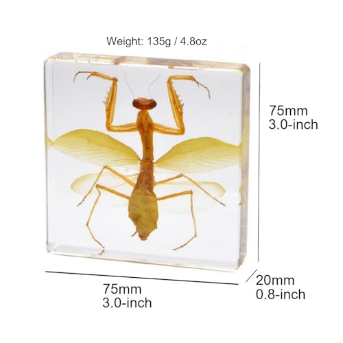 Image of Taxidermy Mantis Dragonfly Cicada, Real Insect Specimens in Resin Preserved, Clear for Closer-Look & Study, Science Educational Classroom Specimen, Unique Amazing Gift Ornament (D, 3.0x3.0x0.8-inch)