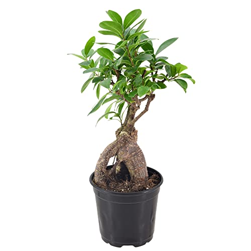 Image of Arcadia Garden Products LV61 Ginseng Ficus Live Indoor Bonsai Plant in 4 in. Plastic Grower Pot, Green, **Sold By Amazon and Arcadia Garden Products**