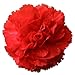 50 SCARLET RED CARNATION Caryophyllus Grenadin Flower Seeds *Comb S/H