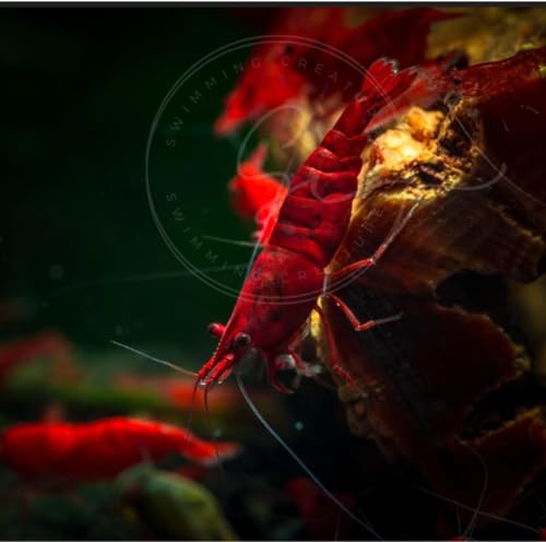 Image of Swimming Creatures Freshwater Aquarium Shrimp - A Perfect Combo to Brighten Your Aquarium! (10, Painted RED (Exclusive))