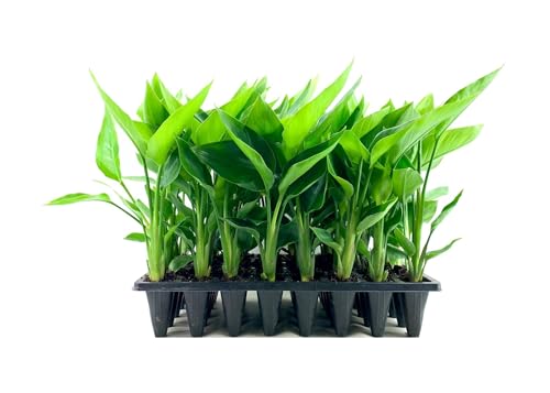 White Bird of Paradise | 30 Live Plants | Strelitzia