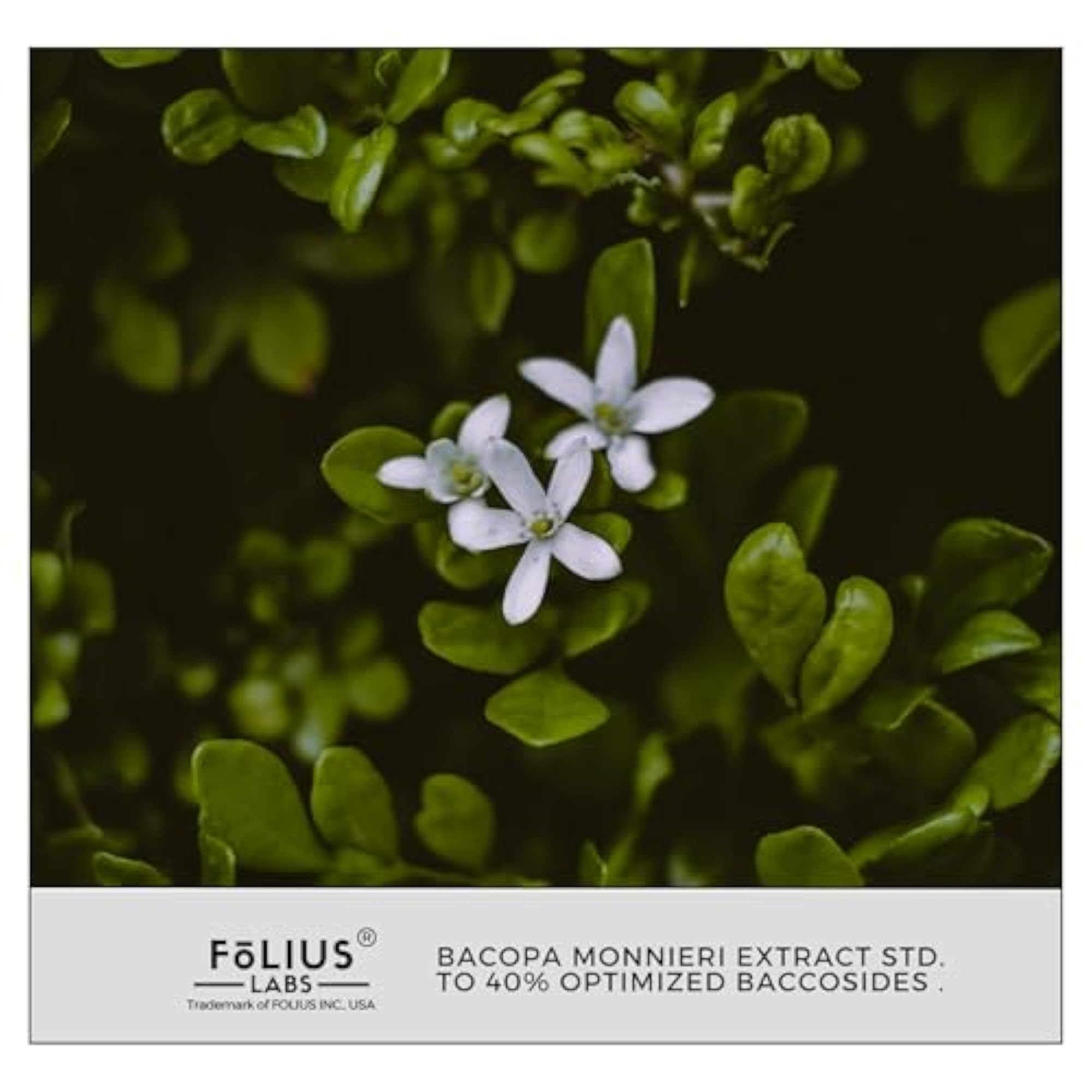 Organic Bacopa Monnieri Capsules 750mg, Herbal Supplement