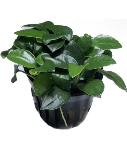 Marcus Fish Tanks Anubias Nana Petite Live Aquarium Plants Potted Freshwater Auatic Plant Buy 2 Get 1 Extra thumb #4