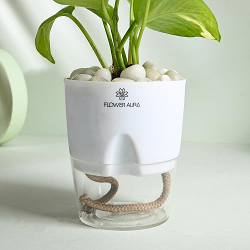Image of FlowerAura Air Purify Live Indoor Green Money Plant In White Self Watering Pot With Manure For Living Room, Balcony, Home /Office Decor | Premium Gifting | Improving Air Quality | Reducing Stress