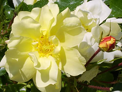 Sunshine Flower Carpet Rose - Ground Cover Rose - Pale Yellow Blooms - 4L Potted Rose